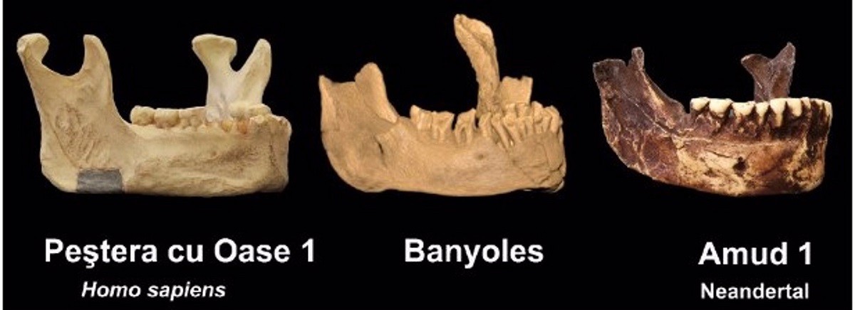 El fòssil d'Homo sapiens més antic d'Europa està a Catalunya