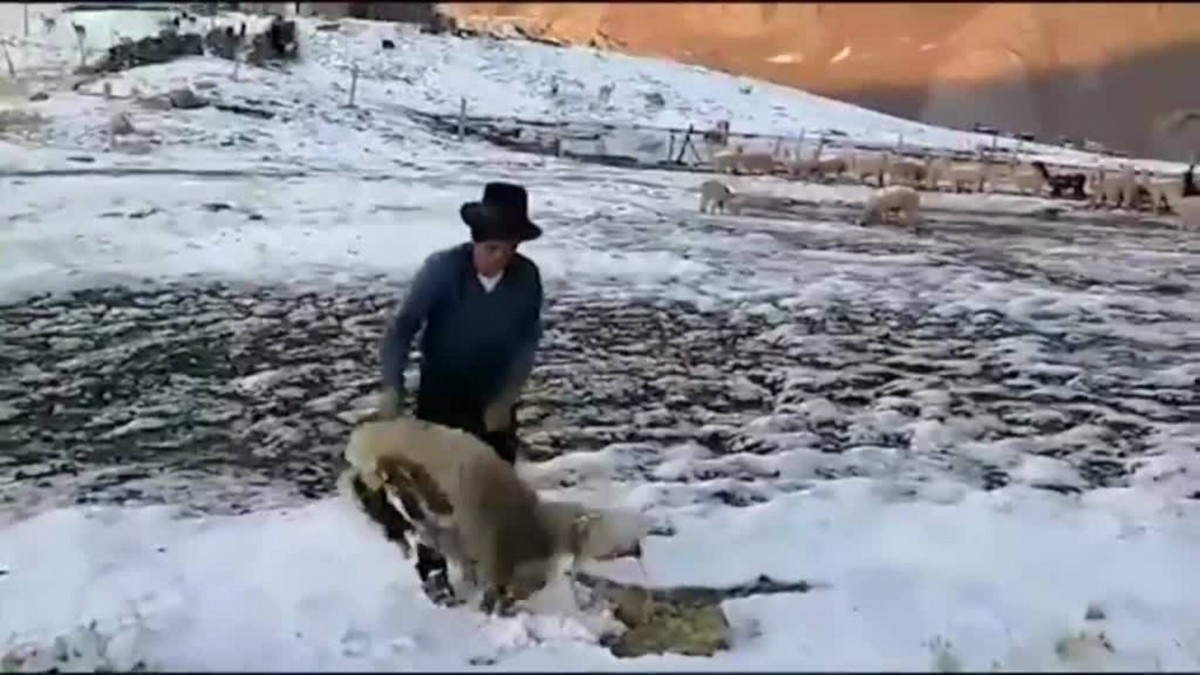 L'estrany motiu pel qual han mort mig miler d'alpaques al Perú