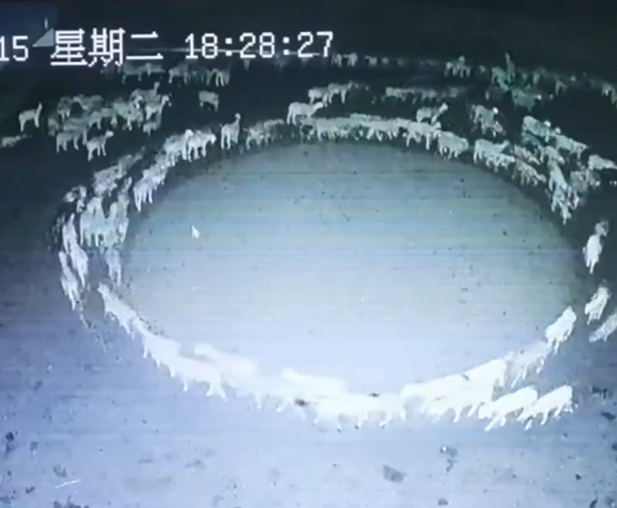 Per què un grup d'ovelles fa voltes en cercles durant dues setmanes?