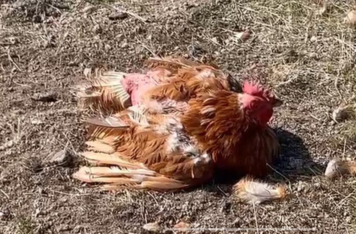 Denuncien la Universitat de Girona per «maltractar» la gallina trobada en una base militar