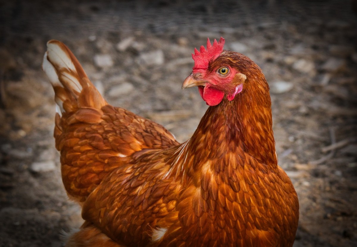 Imatge d'arxiu d'una gallina - Pixabay