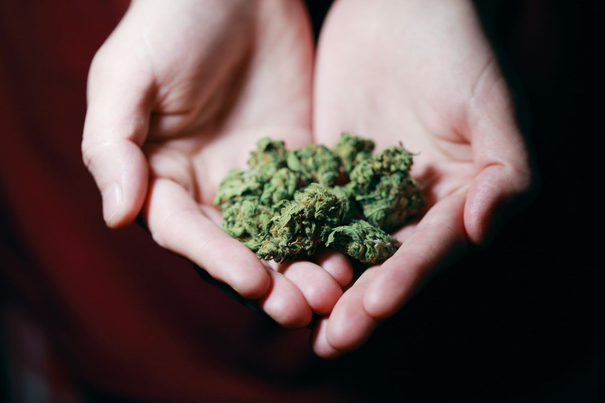El risc desconegut de la marihuana, revelat per una investigació