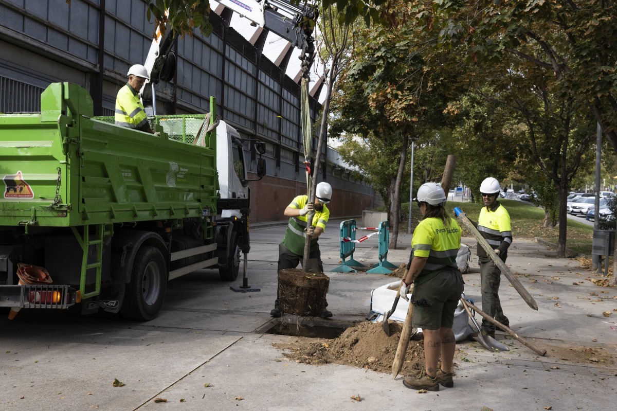 Operació rècord per plantar més arbres que mai als escocells malmesos de Barcelona