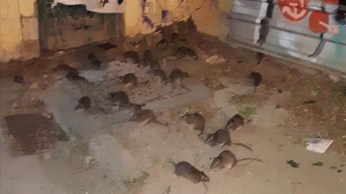 Les rates, la plaga més nombrosa d'aquest estiu a Catalunya