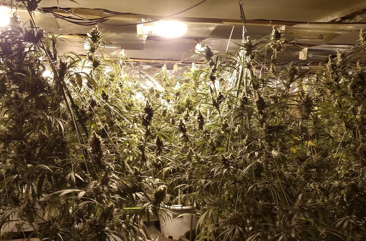 Tretze detinguts en una operació contra el conreu i tràfic de marihuana