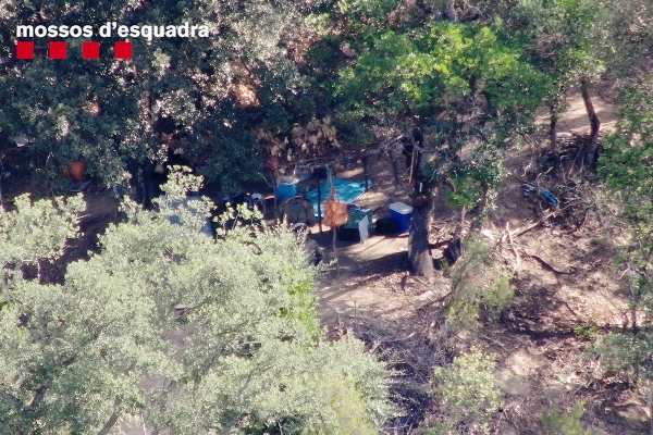 Descobreixen un cultiu de gairebé 1.000 plantes de marihuana al pantà de Susqueda
