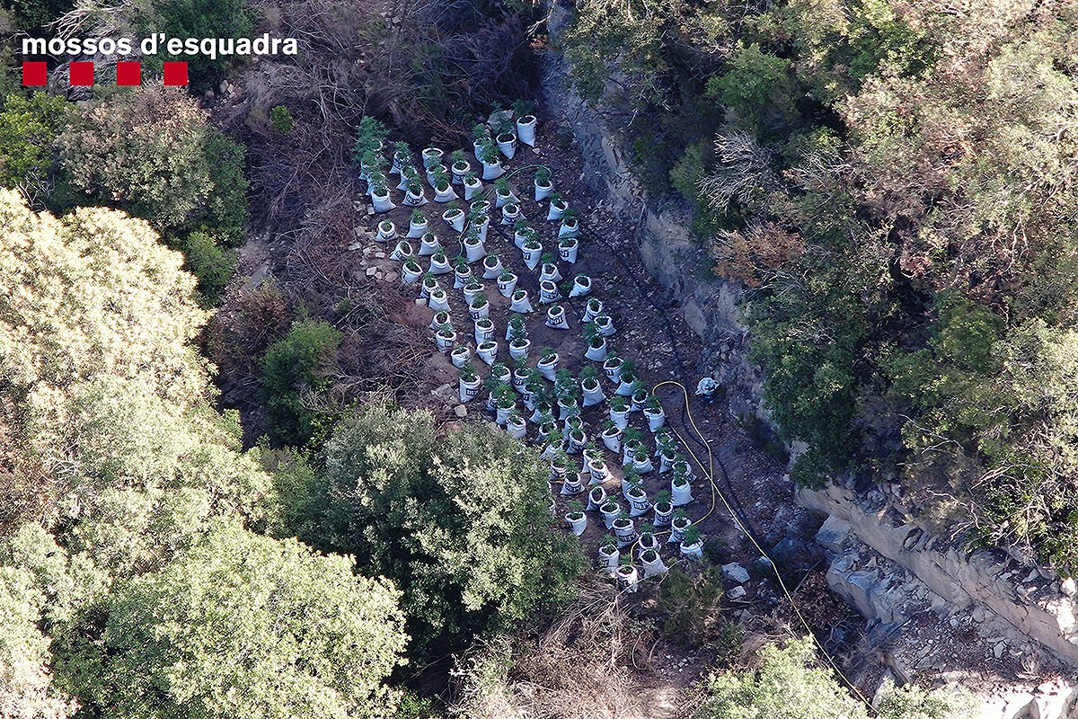 La plantació de marihuana estava amagada - ACN