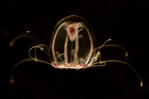 Una medusa revela els secrets de la immortalitat