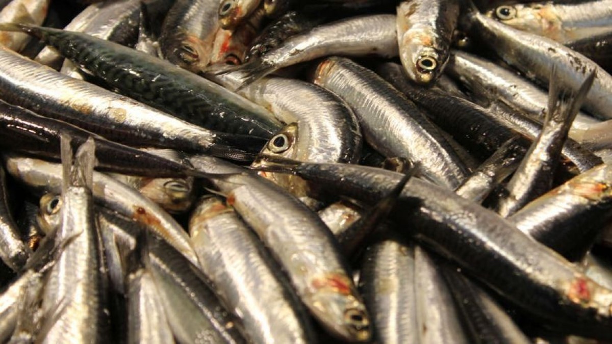El truc definitiu per cuinar sardines a casa i que no faci pudor