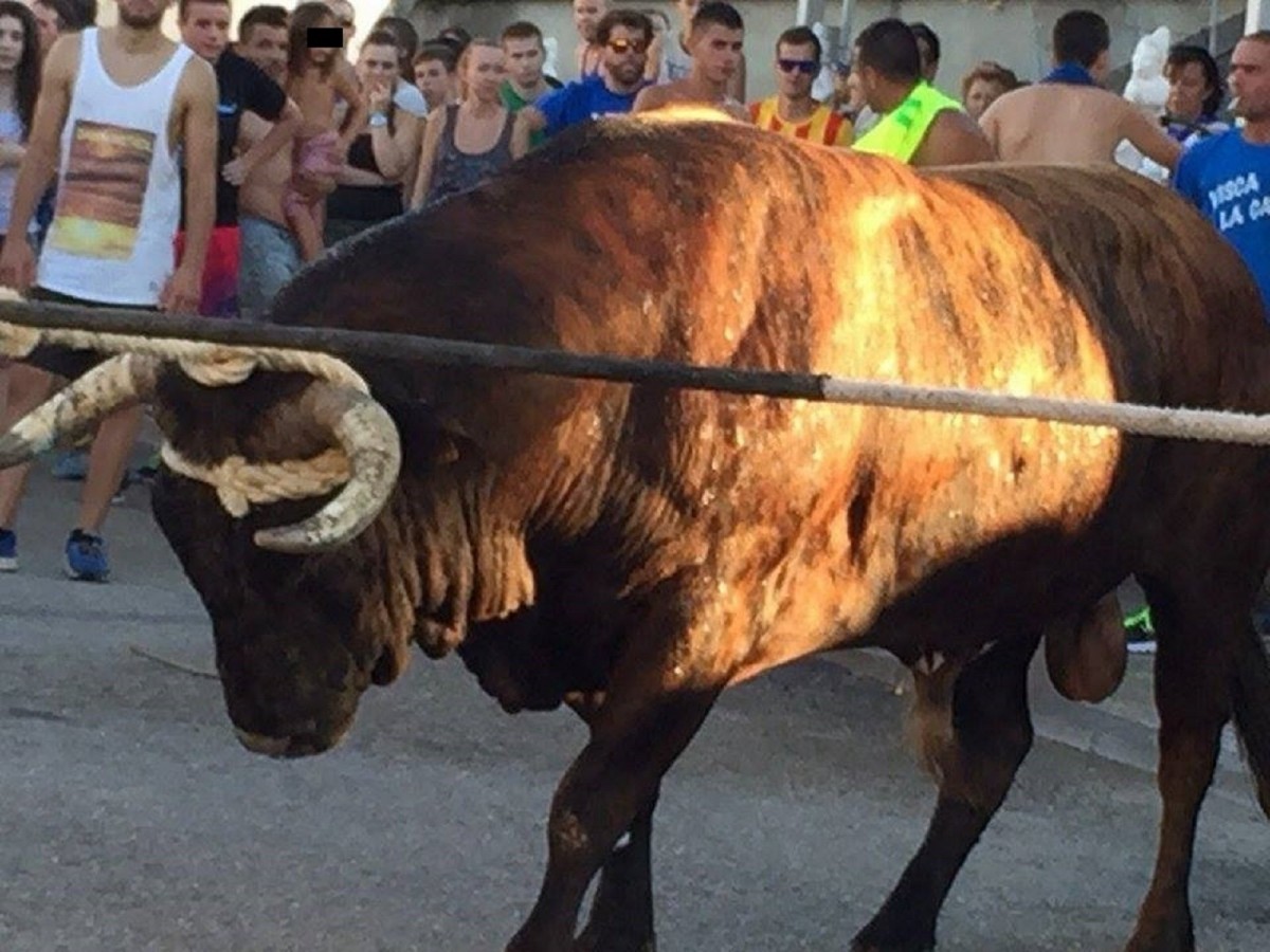 Impressionant vídeo d'un toro que aixafa i destrossa una furgoneta als correbous del País Valencià
