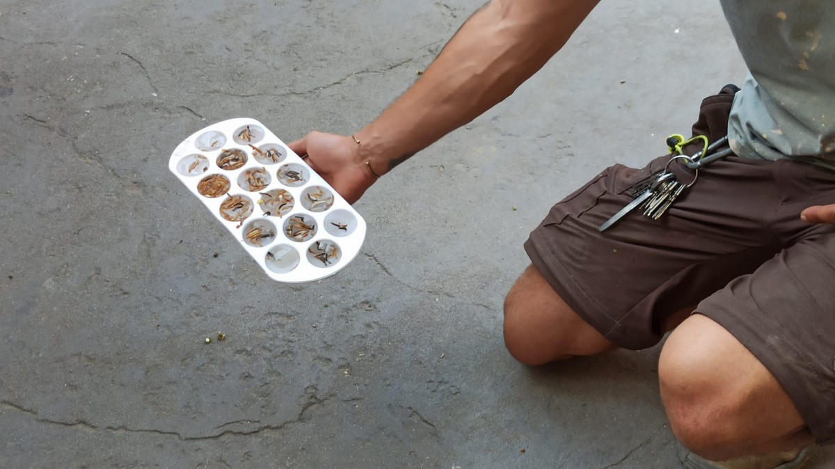 Gelats de cucs per als animals: la recepta del Zoo de Barcelona contra la calor