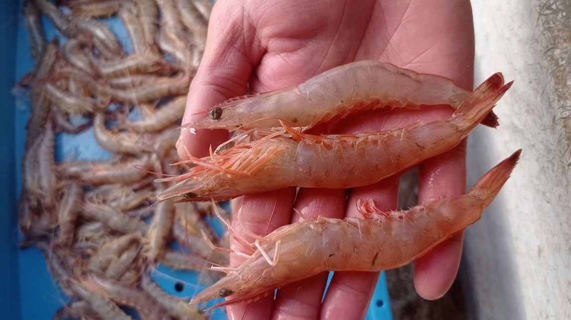 Detectada a la costa de l'Ebre una nova espècie de llagostí de característiques invasores