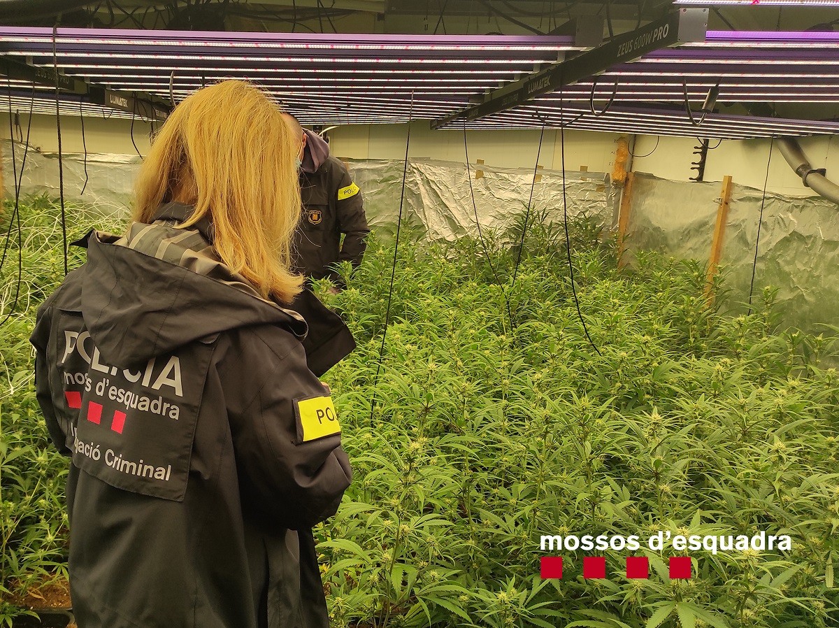 Desmantellen a Girona una banda internacional que produïa i distribuïa marihuana