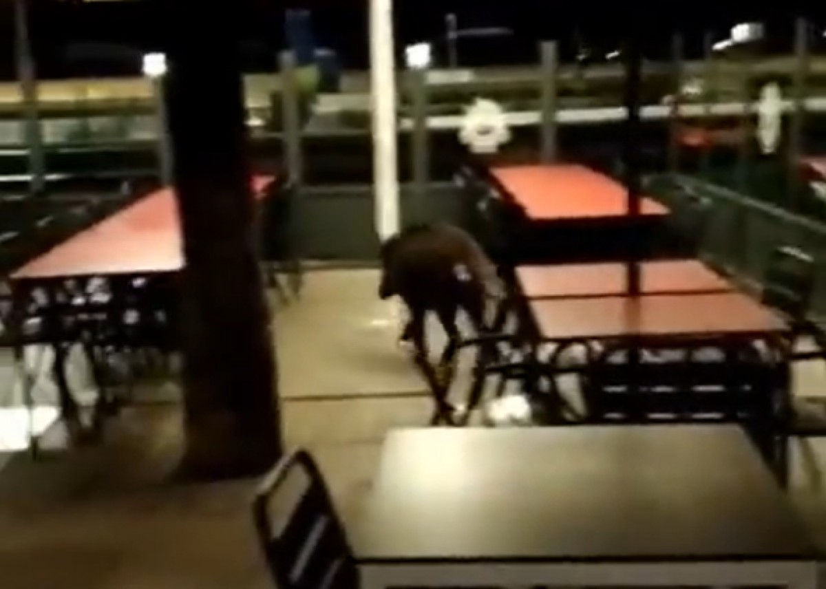 Vídeo | Un porc senglar es passeja per la Rambla de Badalona
