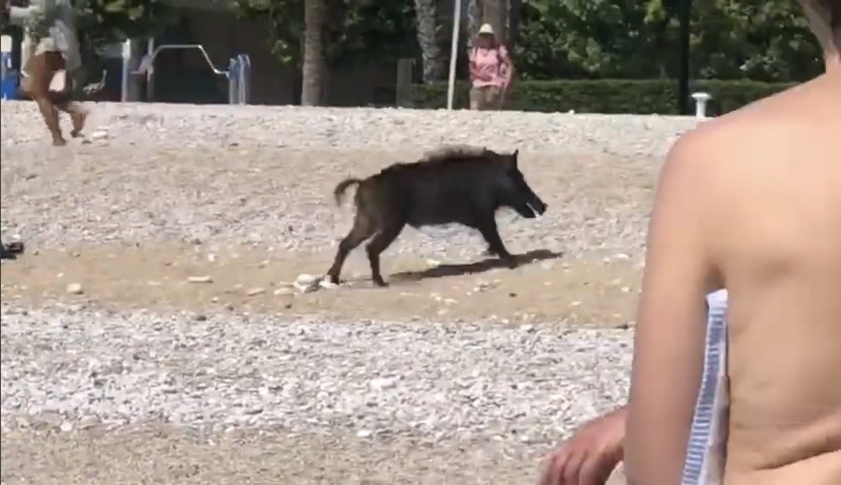Vídeo | Ensurt en una platja del País Valencià quan un porc senglar surt del mar i ataca una dona
