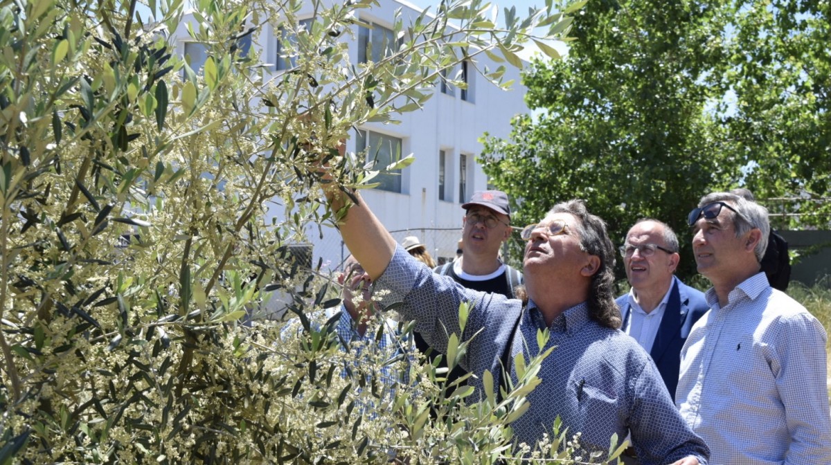 Empresaris i oleocultors mirant una olivera a Creta - Àlvar Llobet