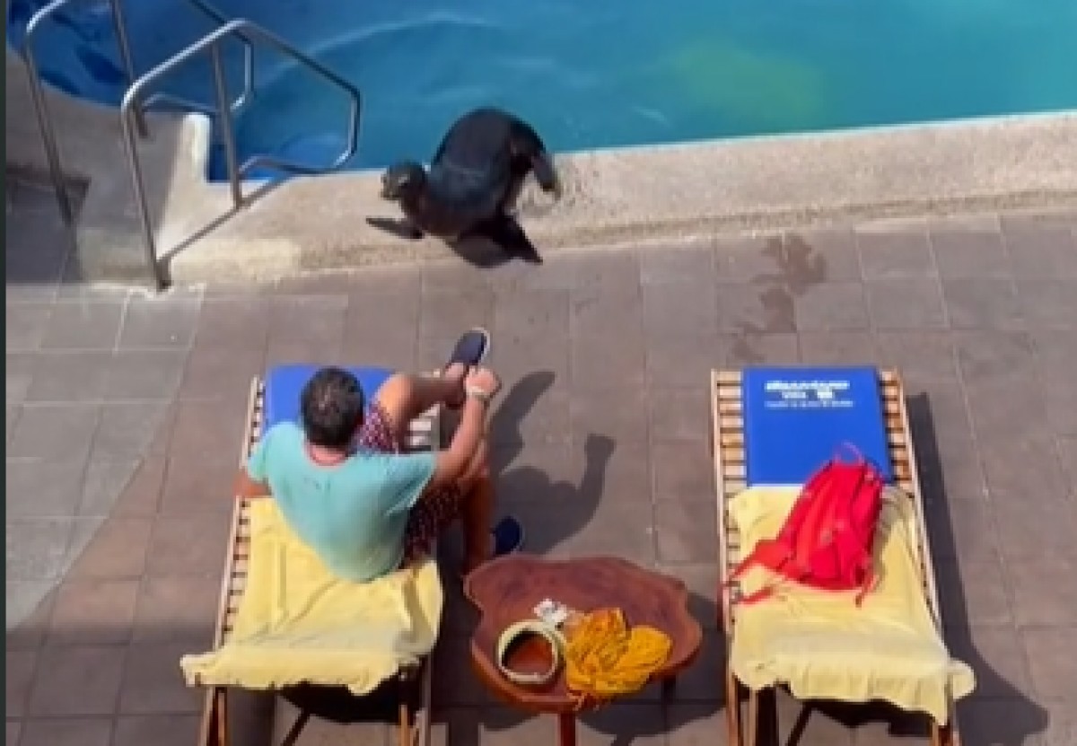 Una foca expulsa el client d'un hotel de l'hamaca on s'estira per prendre el sol