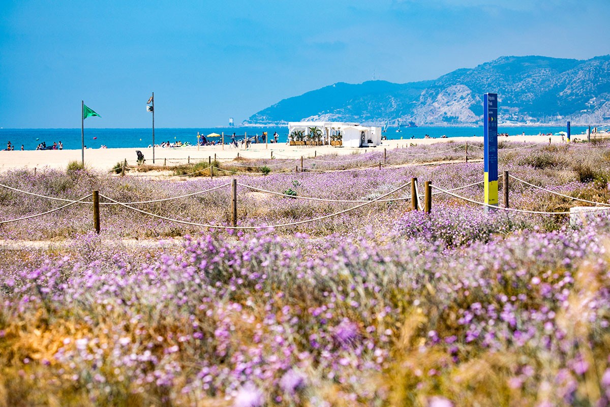Europa guardona la regeneració de les dunes metropolitanes