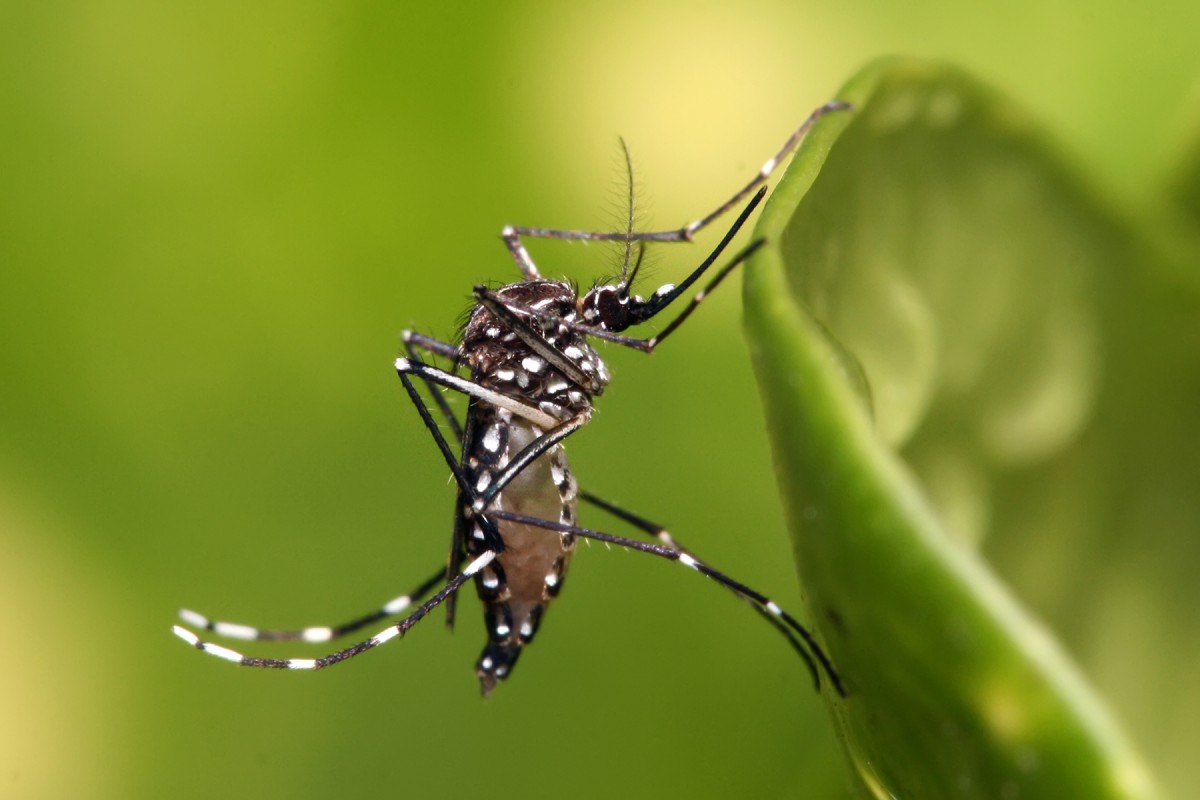 El Zika, a una sola mutació de convertir-se en un virus molt més perillós