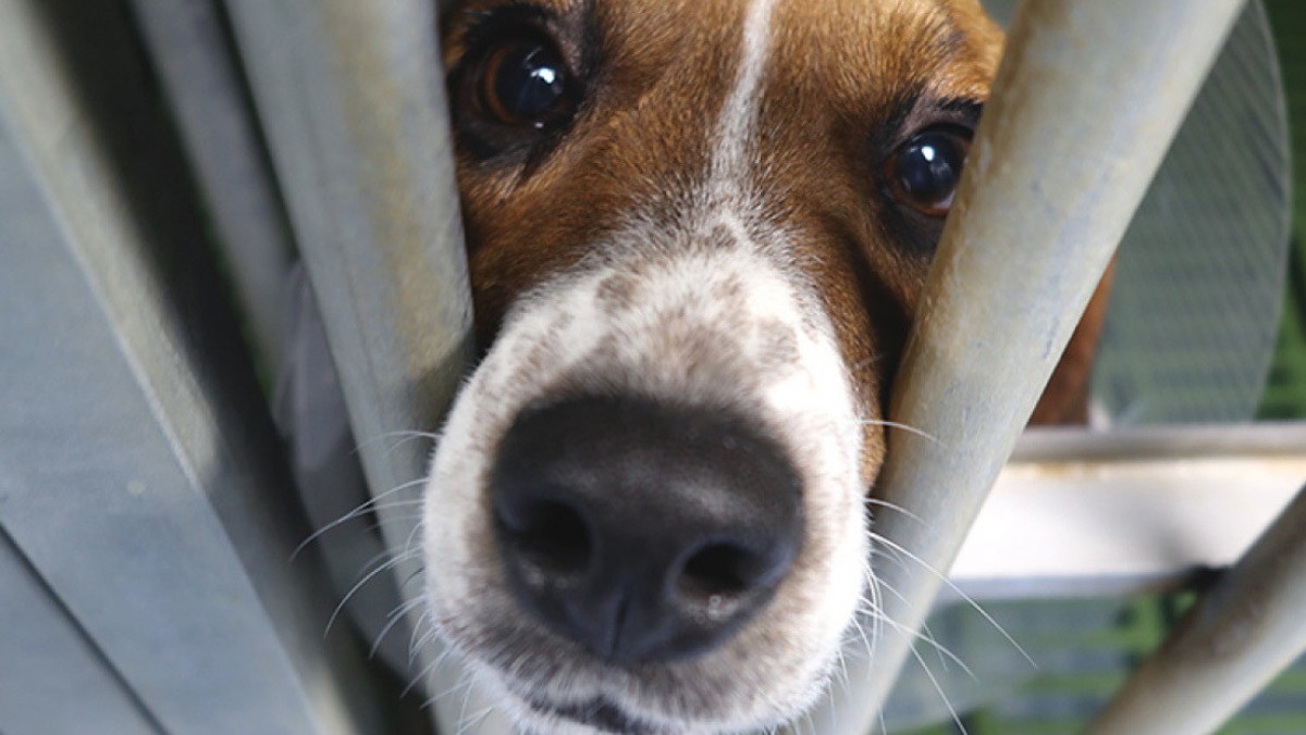 Experimentació amb «beagles»: sacrifici evitable o progrés científic?