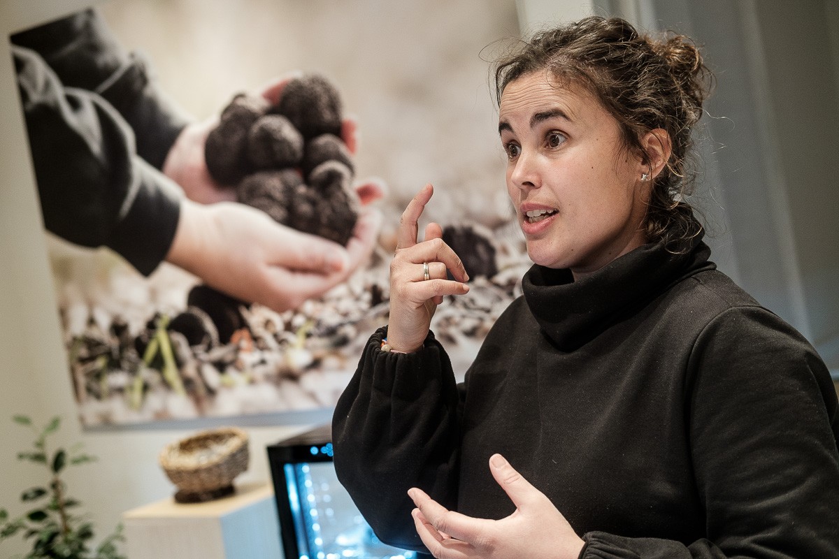 «Actualment hi ha tòfona gràcies a les plantacions»