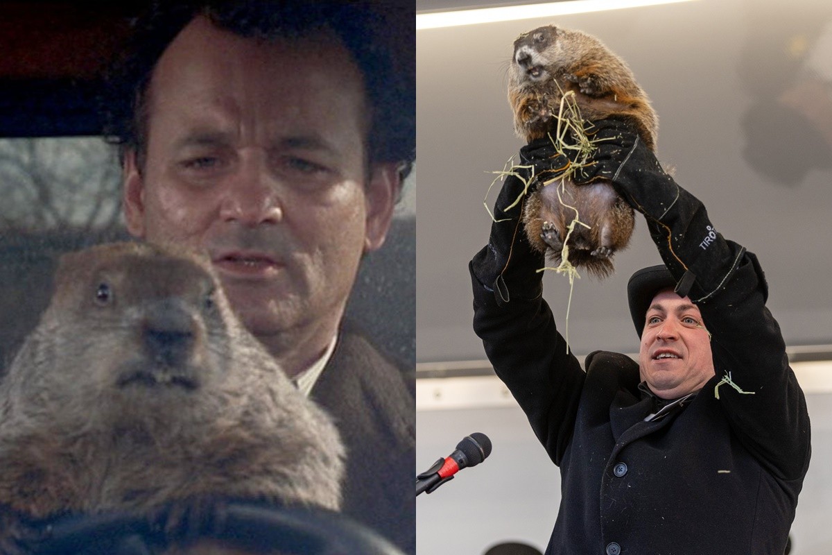 Mor la marmota Milltown Mel hores abans de la famosa celebració del «Dia de la marmota»