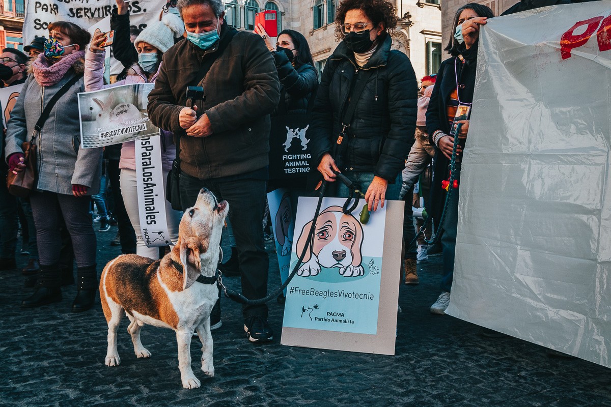ONG i una vintena d'acadèmics demanen alliberar els beagles de l'experiment de la UB