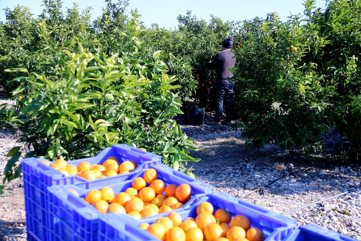 S'ensorra el preu dels cítrics catalans per la importació 