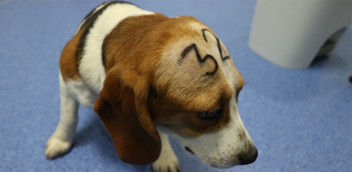 Convoquen protestes pel sacrifici de 32 cadells de beagle en un experiment