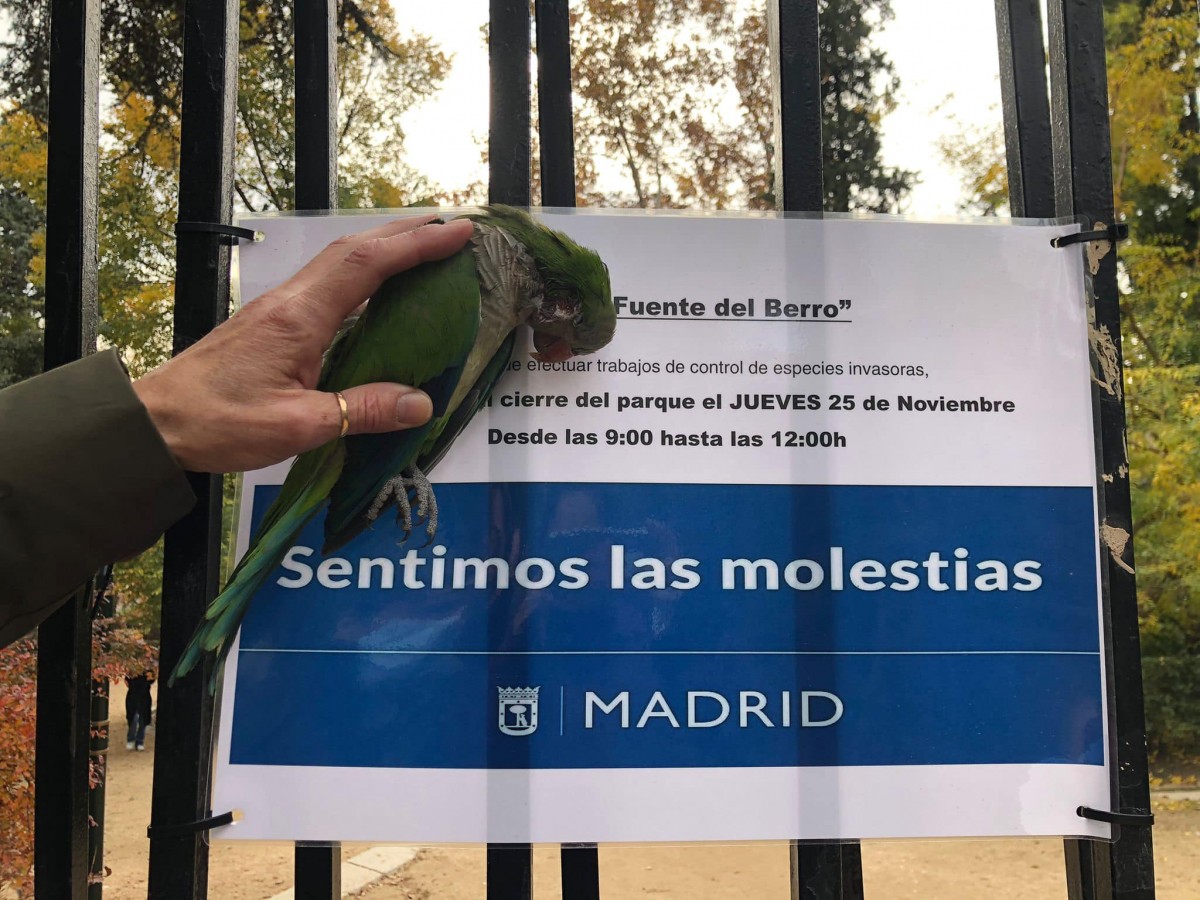 Madrid contracta una empresa per matar les cotorres del carrer a trets