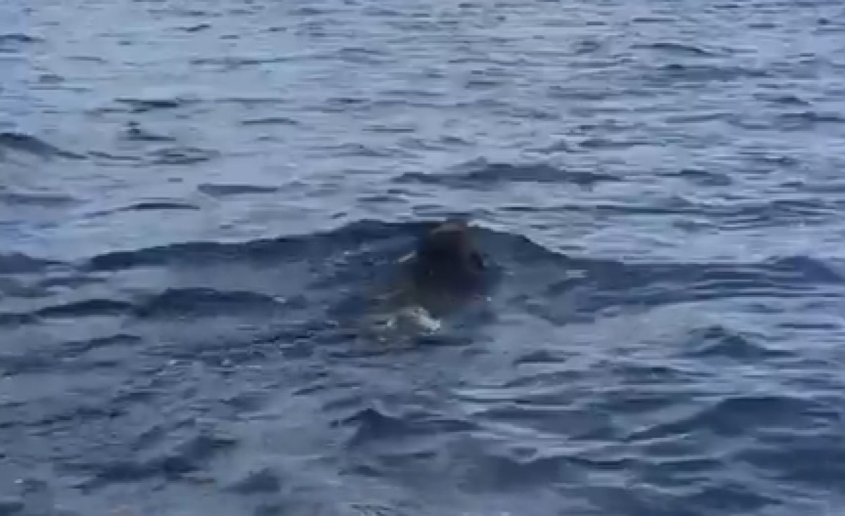 Un senglar solitari neda a les platges de l'Ametlla de Mar