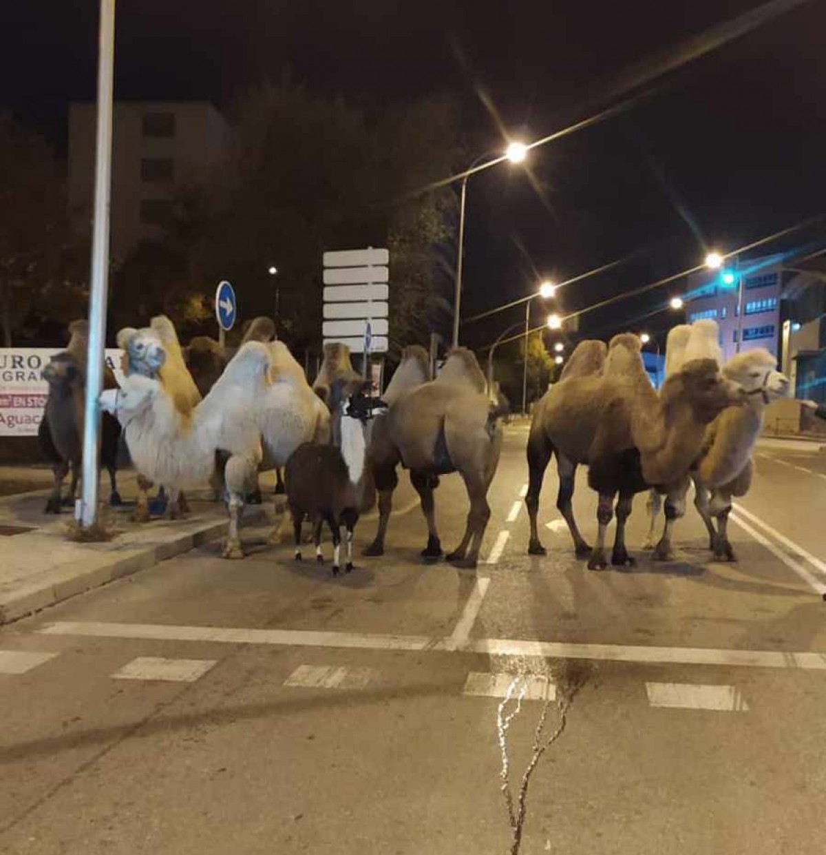 Vuit camells i una llama s’escapen d’un circ a Madrid i passegen per la ciutat