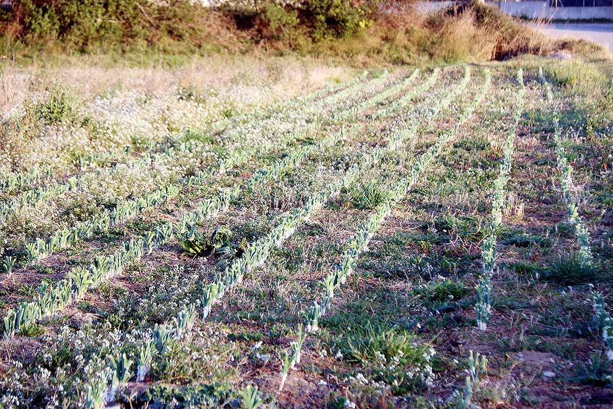 Alerta per sequera a 22 municipis de l'Alt Empordà