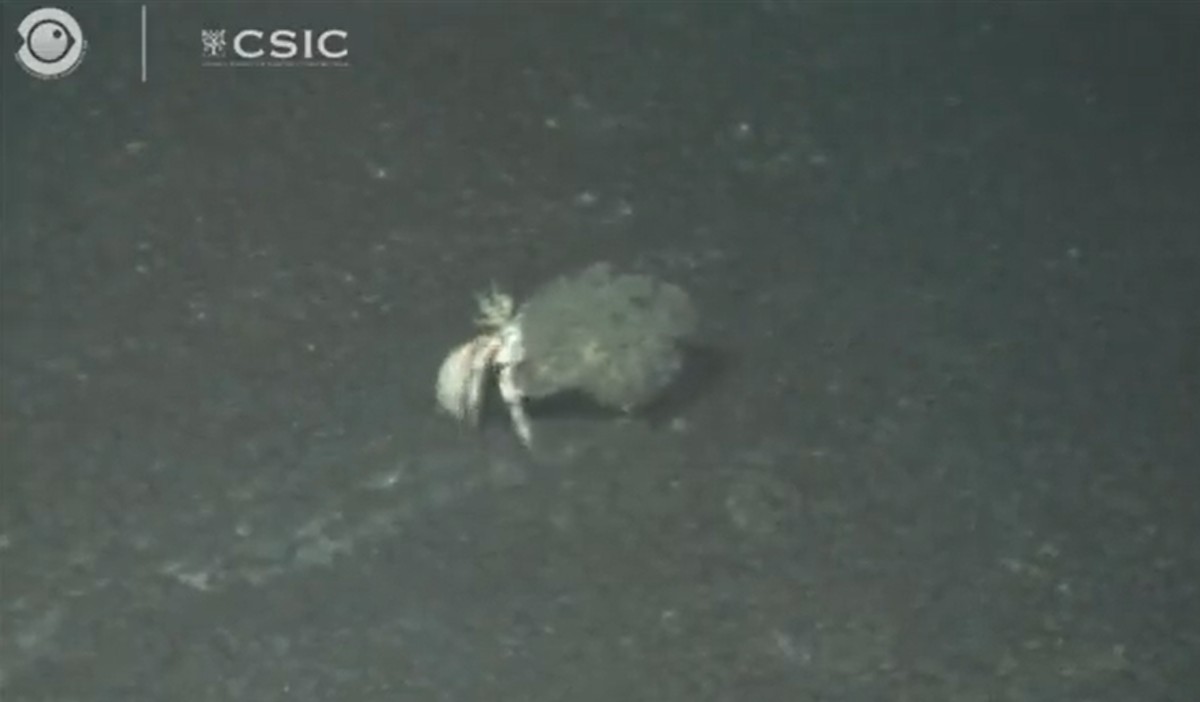Vídeo | Imatges inèdites del fons marí davant del delta de La Palma