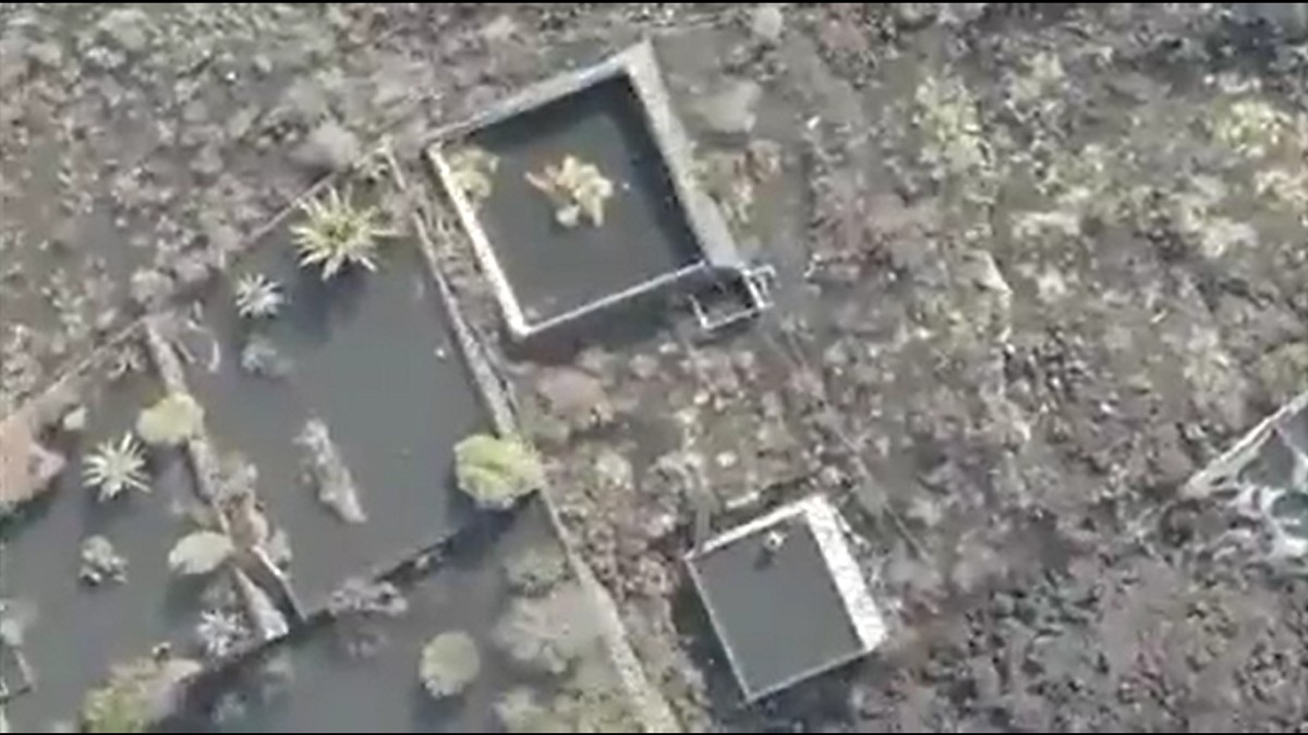 Rescataran amb drons quatre gossos atrapats per la lava a La Palma