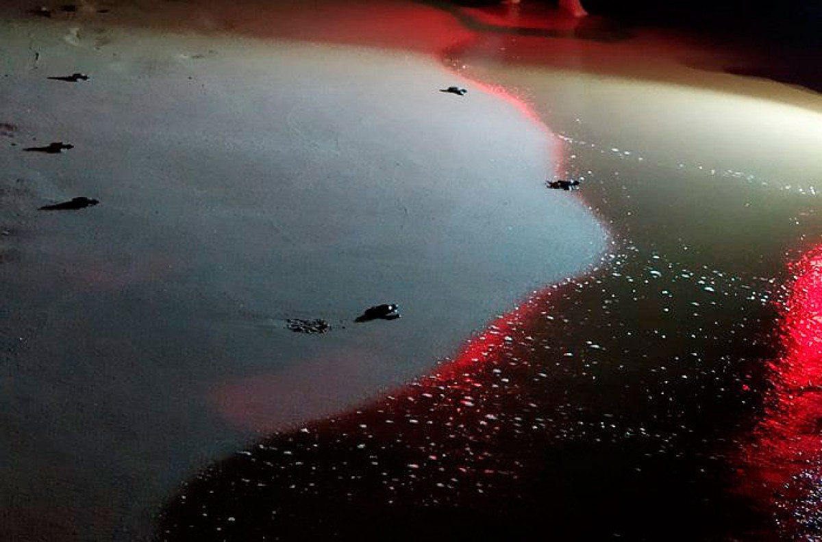 Les platges catalanes baten el rècord de nius de tortugues careta