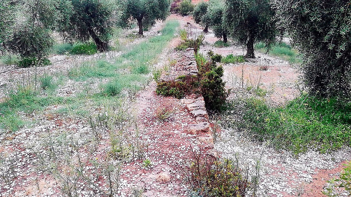 Les pedregades danyen l'agricultura a les Garrigues i l'Urgell