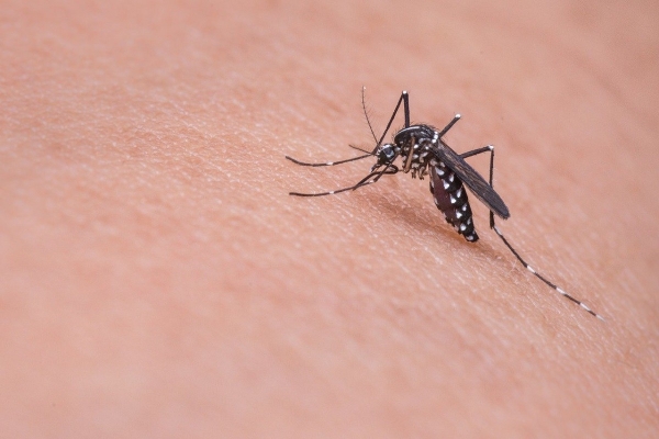 Els mosquits se senten «irresistiblement» atrets per les persones infectades dels virus Zika i dengue