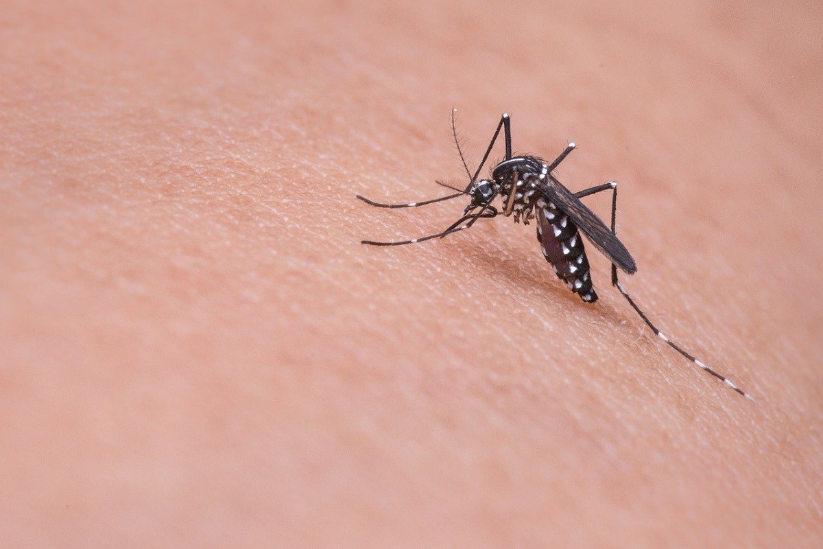 Deu solucions per evitar que et piquin els mosquits