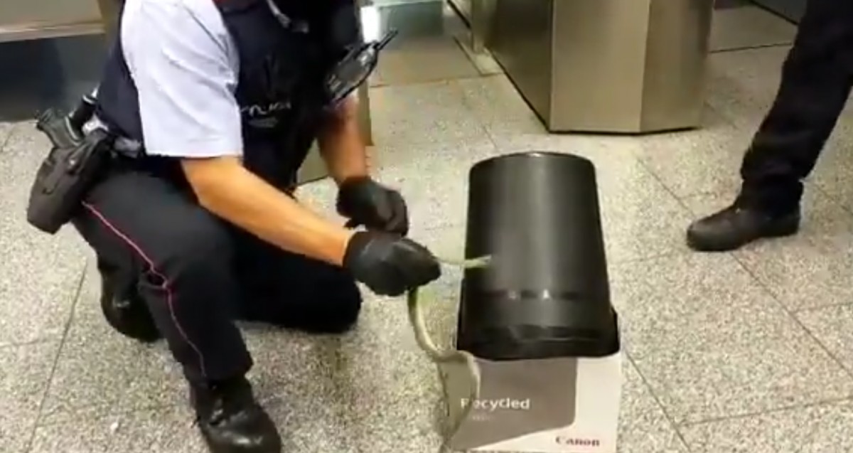 Els Mossos d'Esquadra capturen una serp al metro de Barcelona