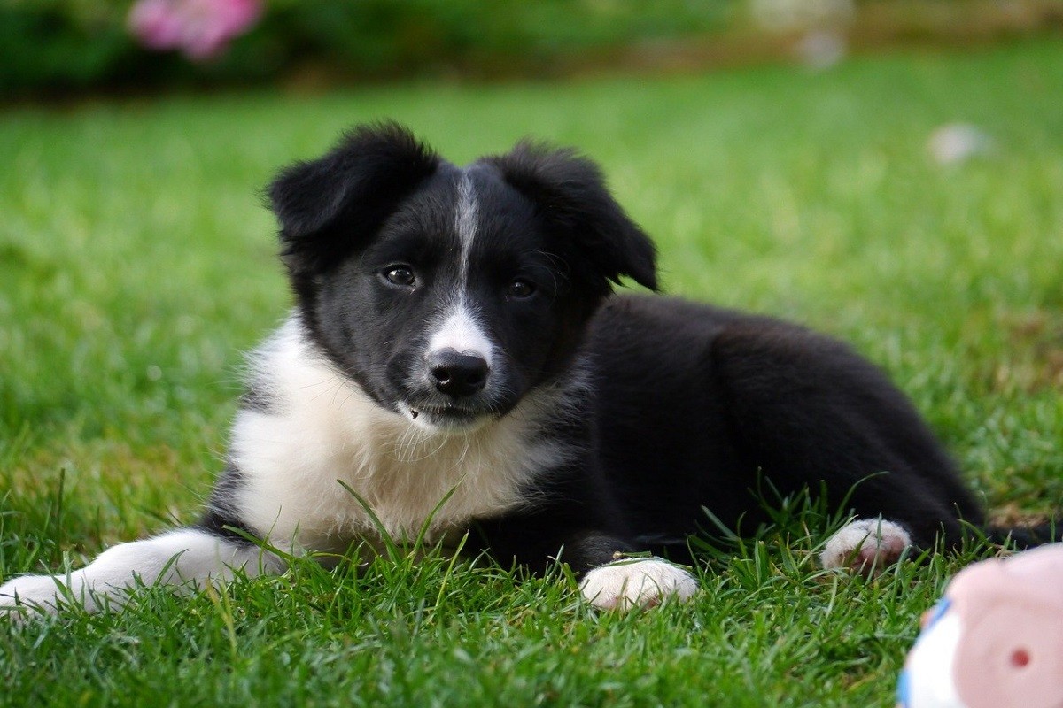 El border collie és el gos més intel·ligent, segons el psicòleg. - Pixabay