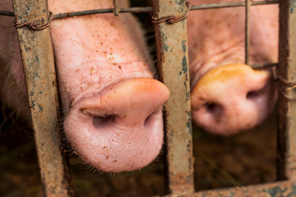 Descobreixen que els mamífers poden respirar a través de l'anus en situacions extremes
