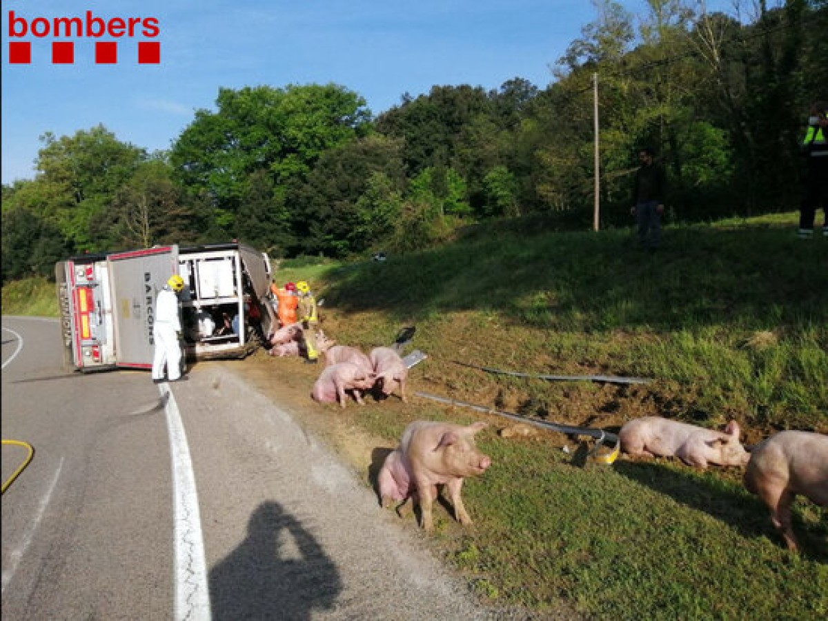 Bolca un camió amb 160 porcs a la Vall d'en Bas