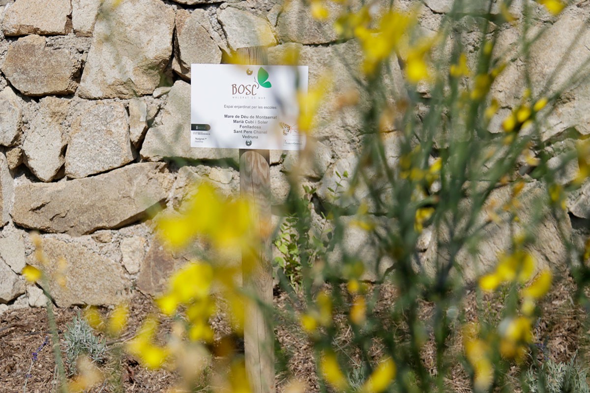 Malgrat de Mar crea el primer bosc de papallones públic a Catalunya 