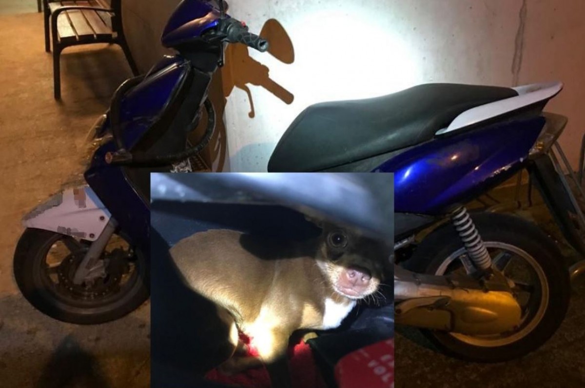 Un home deixa el seu gos tancat al seient de la moto