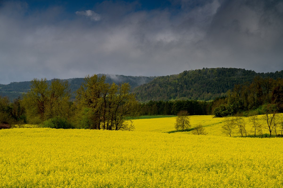 Per què els camps catalans es tenyeixen de groc cada primavera?