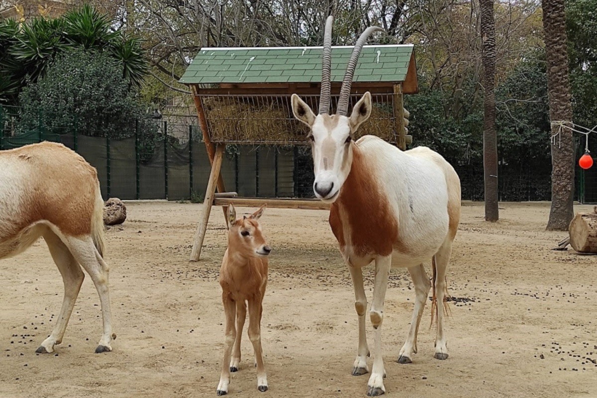 Neix al Zoo de Barcelona un òrix blanc, una espècie extingida en llibertat