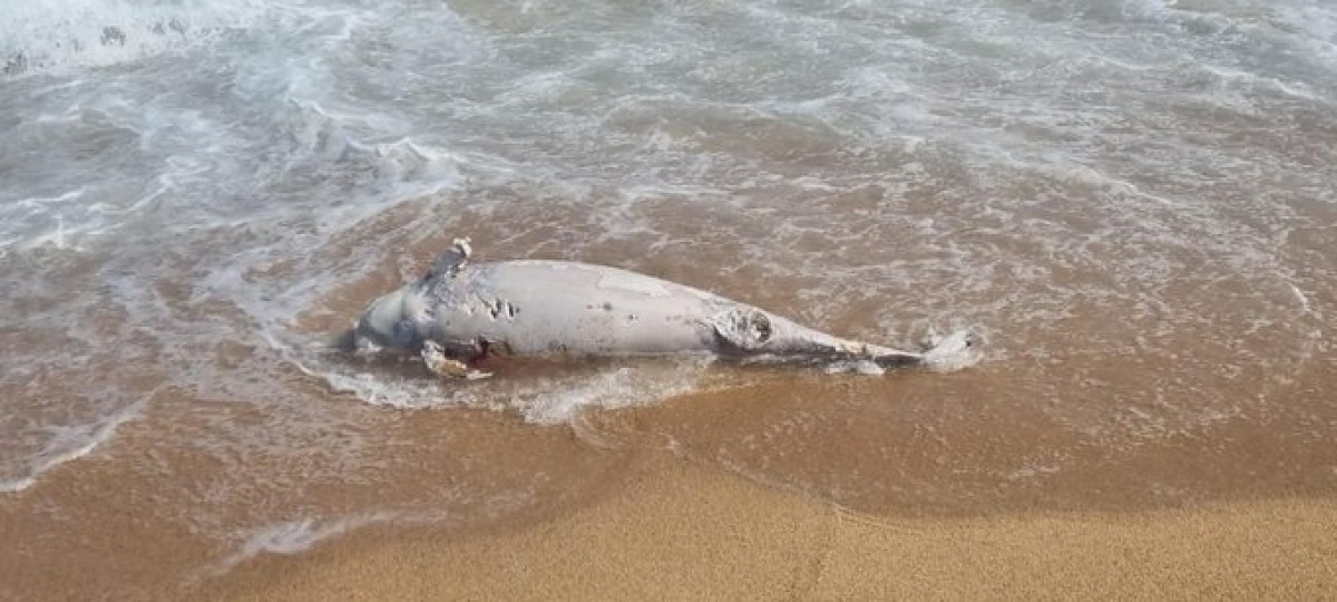Així han trobat l'animal a la costa de Blanes - Ajuntament de Blanes