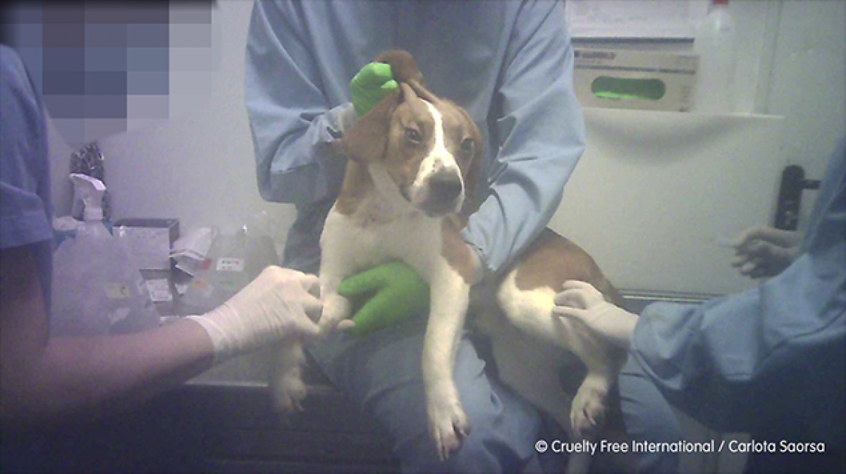 Destapen les pràctiques d’extrema crueltat animal en un laboratori de Madrid