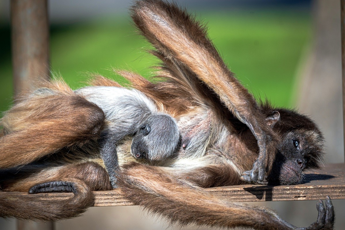 FOTOS Neix al Zoo de Barcelona una mona aranya, espècie en perill crític d'extinció